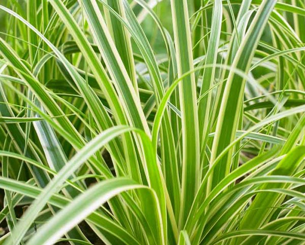 [CAOEVCR] Carex oshimensis 'Evercream' (pot   2L)