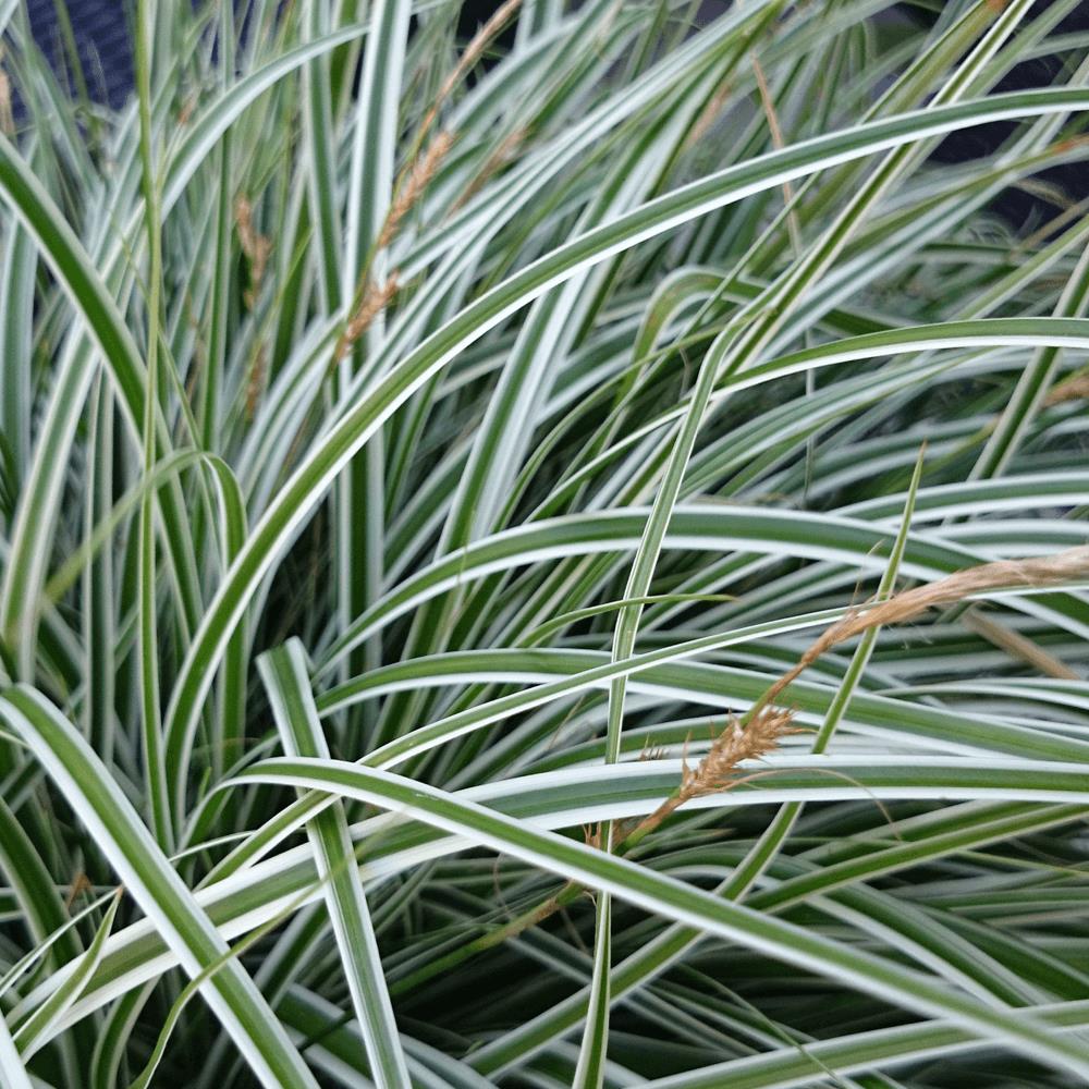 [CAOEVER] Carex oshimensis 'Everest' (pot   9cm)