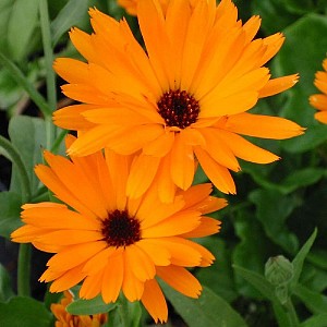 [CAOFFIC] GOUDSBLOEM Calendula officinalis (pot12)