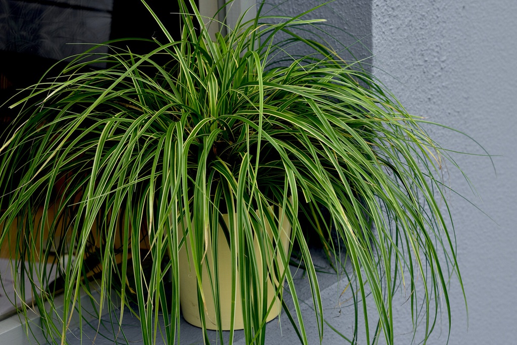 [CAOGOLD] Carex oshimensis 'Goldwell'
