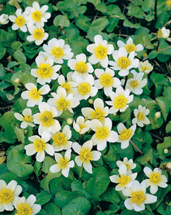 [CAPALBA] Caltha palustris 'Alba' (pot   9cmw)