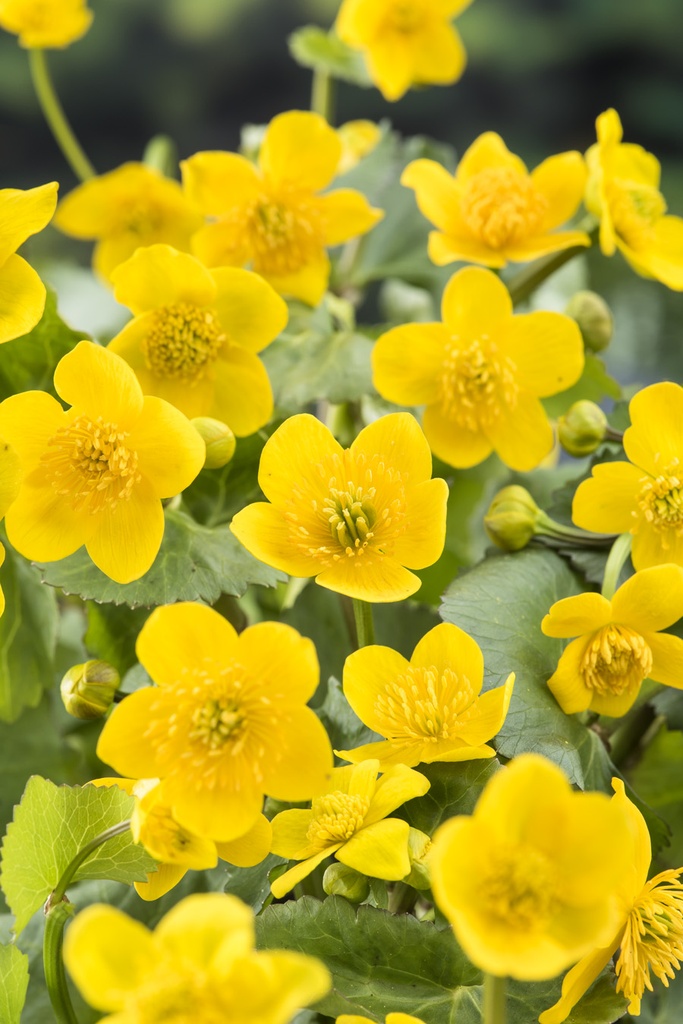 [CAPALUS] Caltha palustris (mand 18cm)