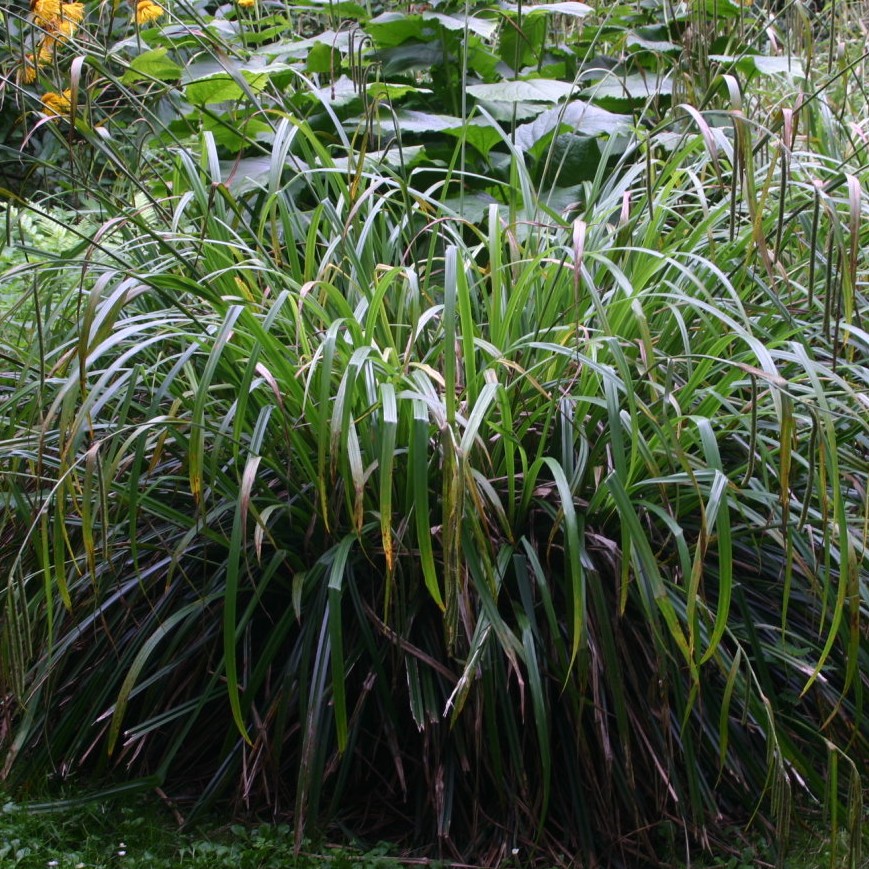 [CAPENDU] Carex pendula (pot   9cm)