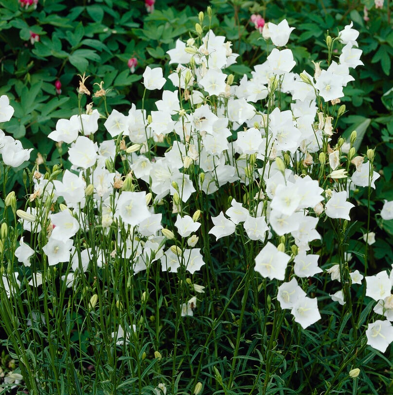[CAPTWHI] CAMPANULE (pot17)