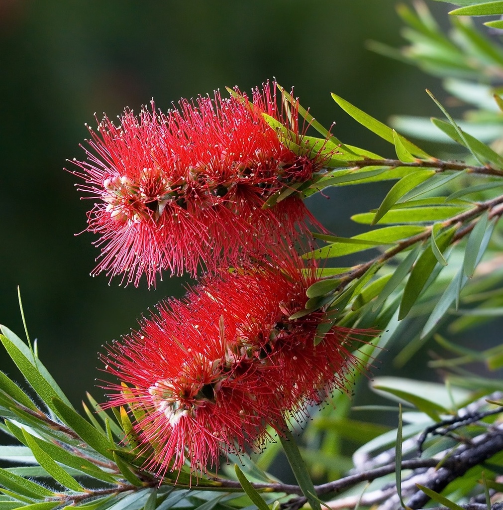 [CARCLUS] Callistemon (stam, —, pot24)