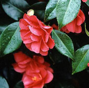 [CARMWIL] Camellia ret. 'Mary Williams' (—, 60/80cm, pot 5L)