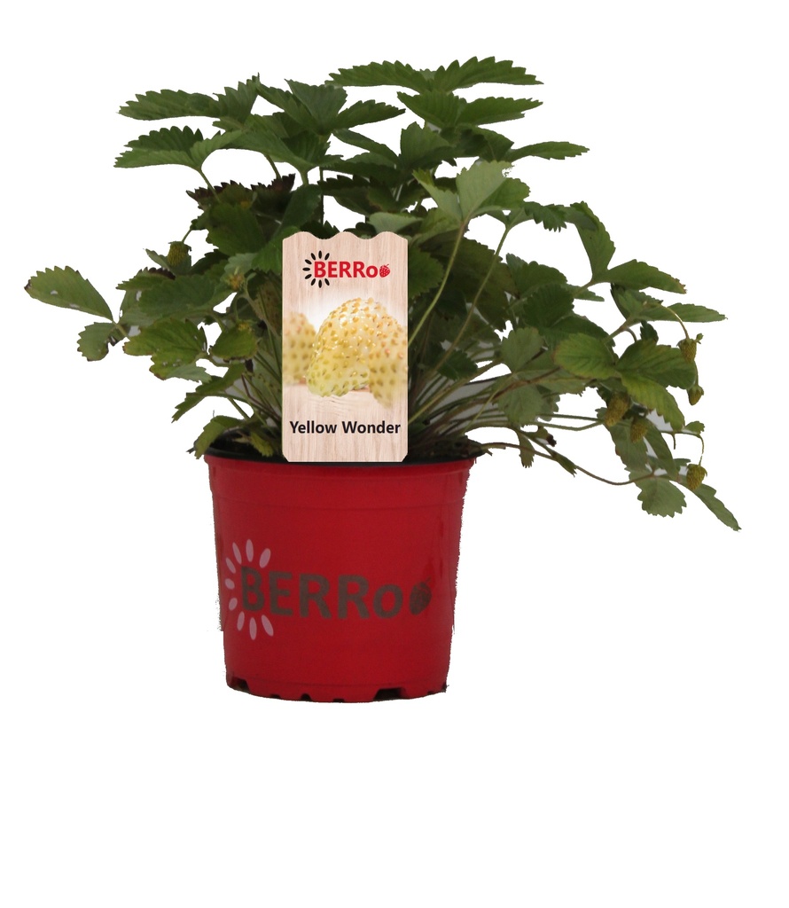 FRAISE 'YELLOW WONDER' FRAISE DES BOIS JAUNE REMONTANT