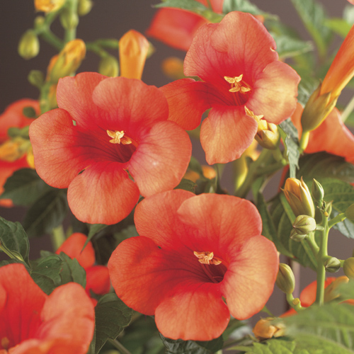 [CATMGAL] Campsis t. 'Madame Galen' (—, —, pot 5.25l gestokt 215cm)