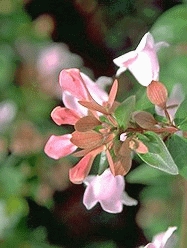 [ABGEGOU] Abelia gran. 'Edward Goucher' (—, pot  10L)