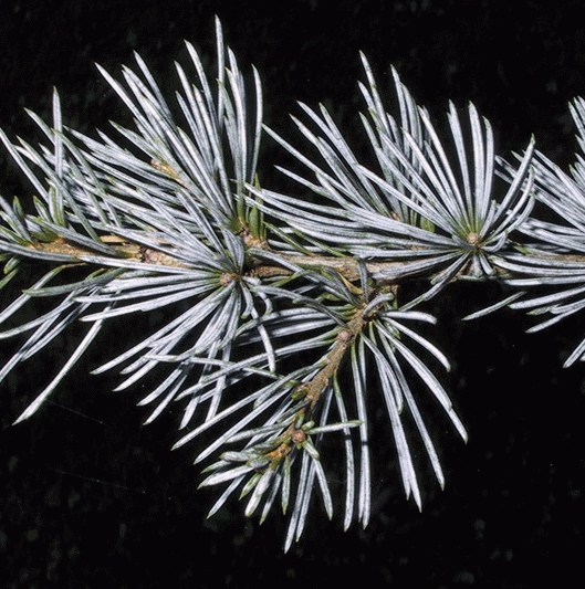[CEAGLAU] Cedrus libanii 'Glauca' (—, pot32 250/300cm)