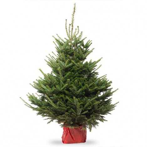 [ABFRASE] Abies fraseri KERSTBOOM (100/125cm, pot)