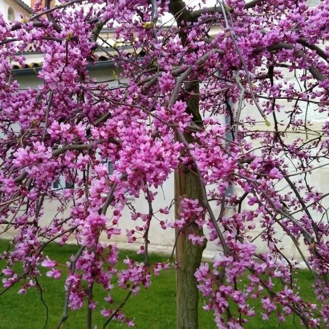 ARBRE DE JUDÉE PLEUREUR