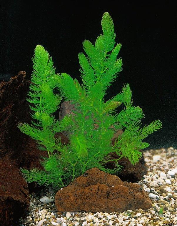 [CEDEMER] Ceratophyllum demersum (beker)