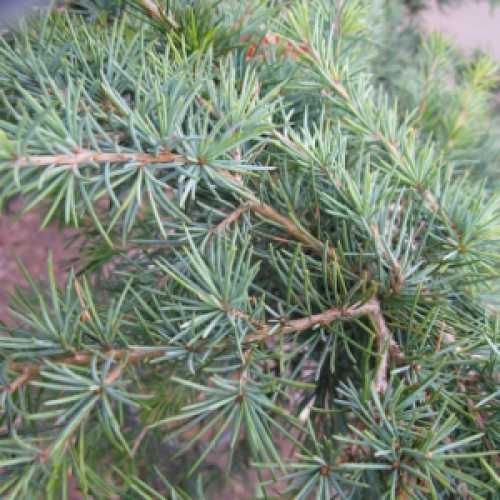 [CEDFBLE] Cedrus deodara 'Feelin Blue' (stam, 90cm, pot)