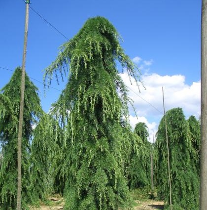 [CEDPEND] Cedrus deodara 'Pendula' (pot 10l 175/200cm)