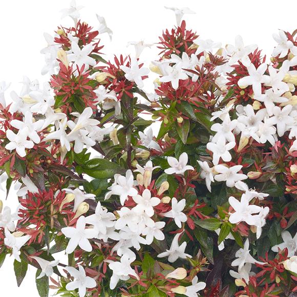 [ABGPROS] Abelia grandiflora 'Prostrata' (25/30cm, pot   3L)