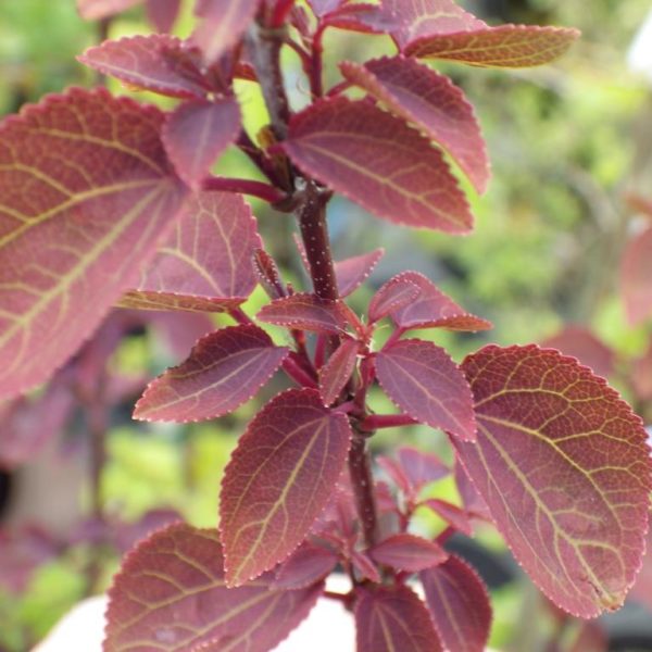 Cercidiphyllum jap. 'Rotfuchs'