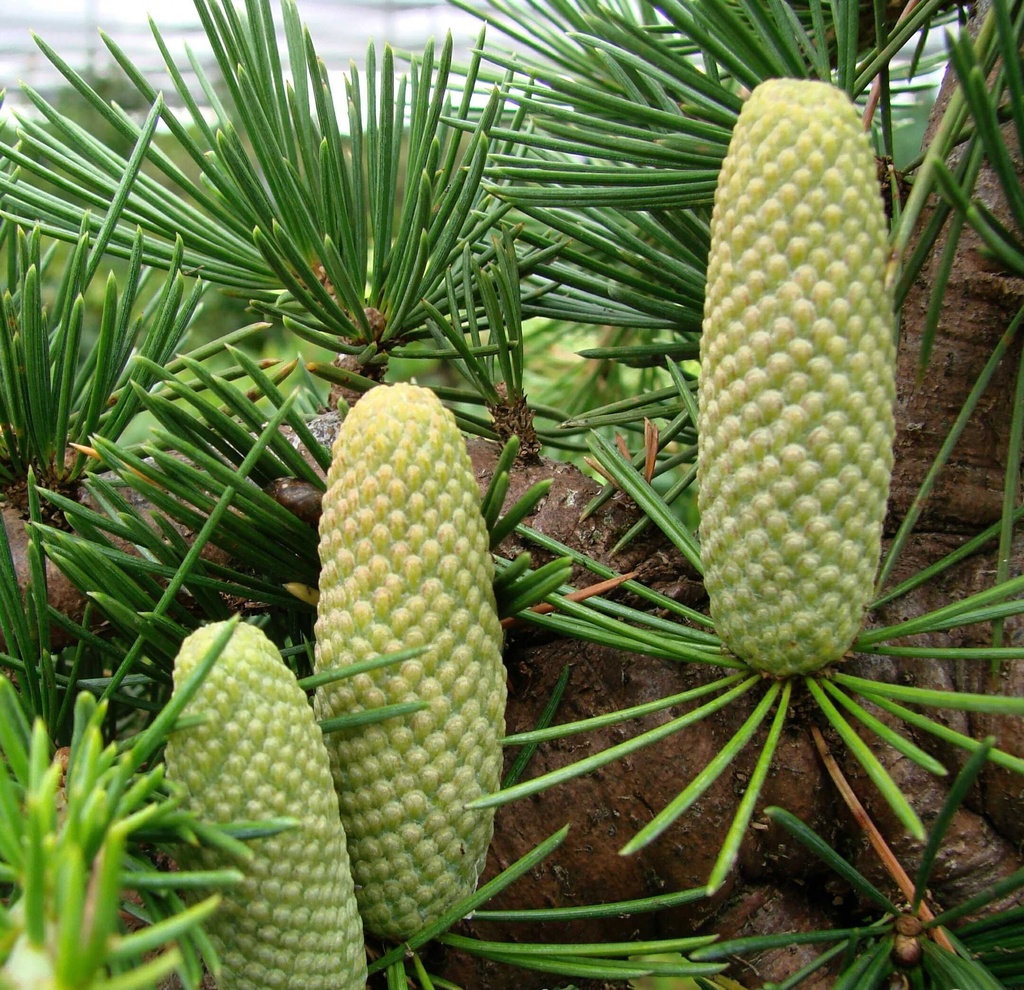 [CELIBAN] Cedrus libani (175/200cm, pot  35L)