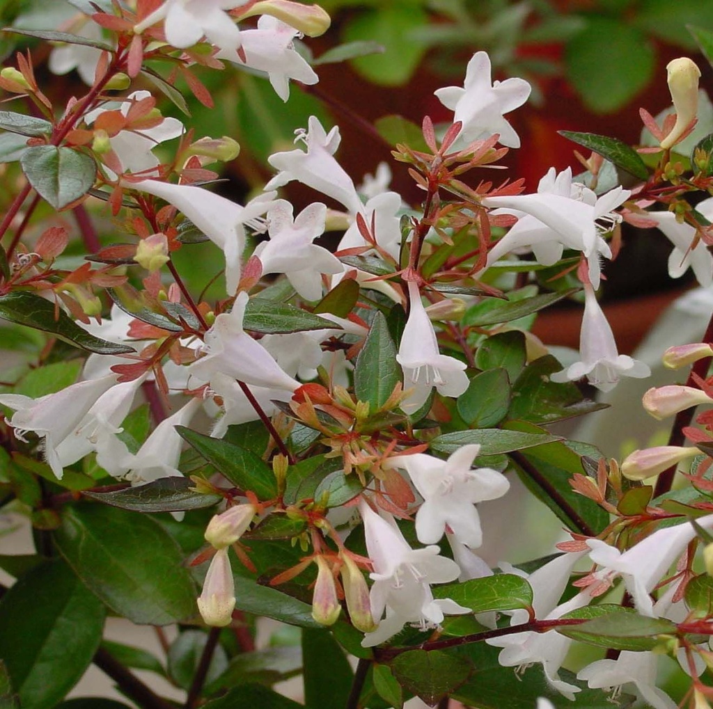 [ABGRAND] Abelia grandiflora (60/80cm, pot  15L)