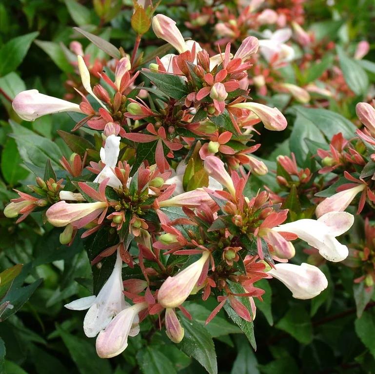 [ABGSHER] Abelia grandiflora 'Sherwood' (60/80cm, pot 15L)
