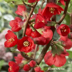 [CHAENOM] Chaenomeles (in soorten) (30/40cm, pot   2L)