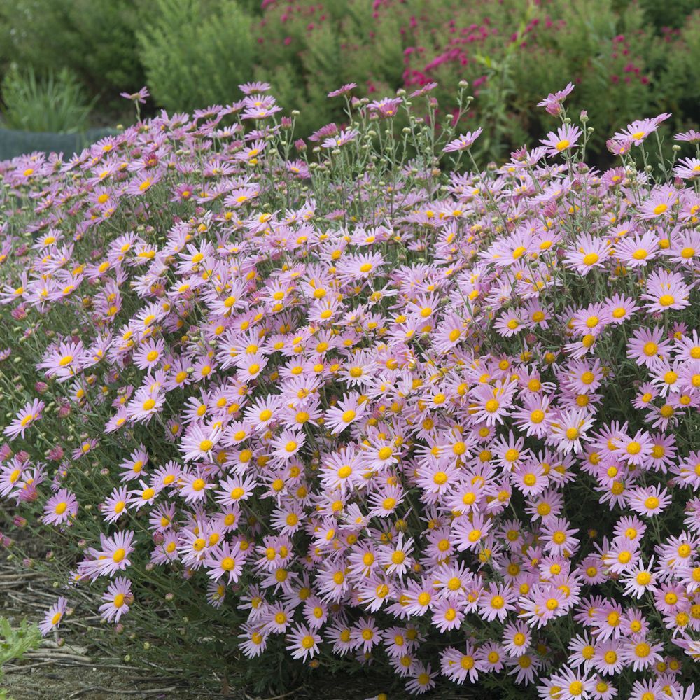 Chrysanthemum (R) 'Clara Curtis'