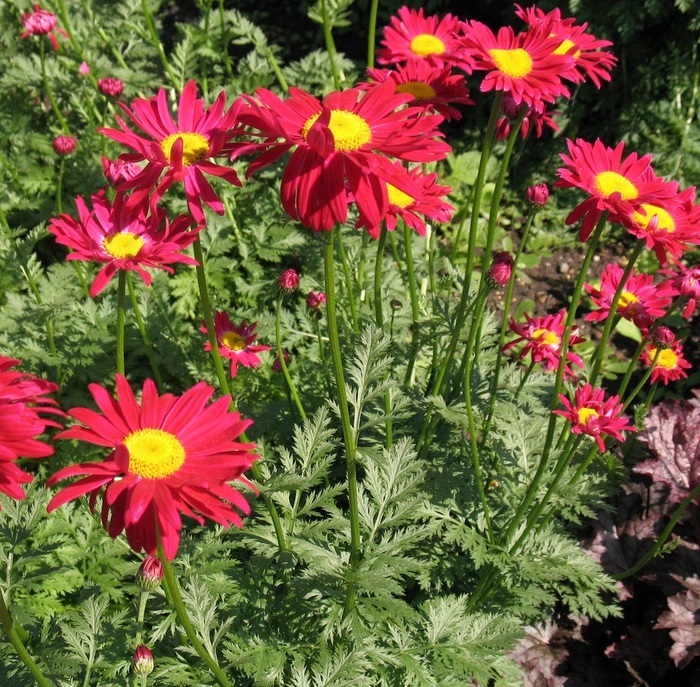 Chrysanthemum cocc. 'Robinson's Rubra'
