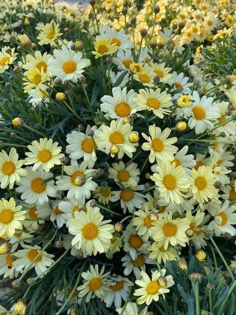 [CHFGEEL] Chrysanthemum Frutescens GEEL (pot19)
