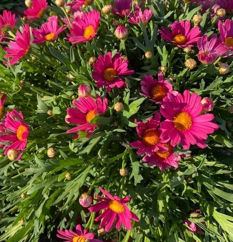[CHFROZE] Chrysanthemum Frutescens ROZE (pot19)
