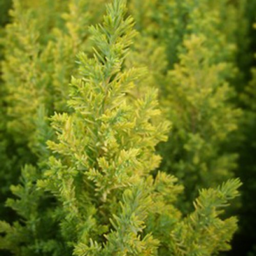 [CHLEGOL] Chamaecyparis l. 'Ellwood's Gold' (30/40cm, pot   3L)