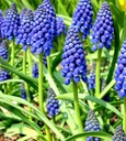 JACINTHE À GRAPPES