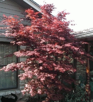 Acer palm. 'Fire Glow'