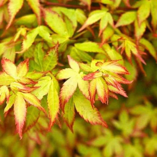 Acer palm. 'Little Princess' (HM)