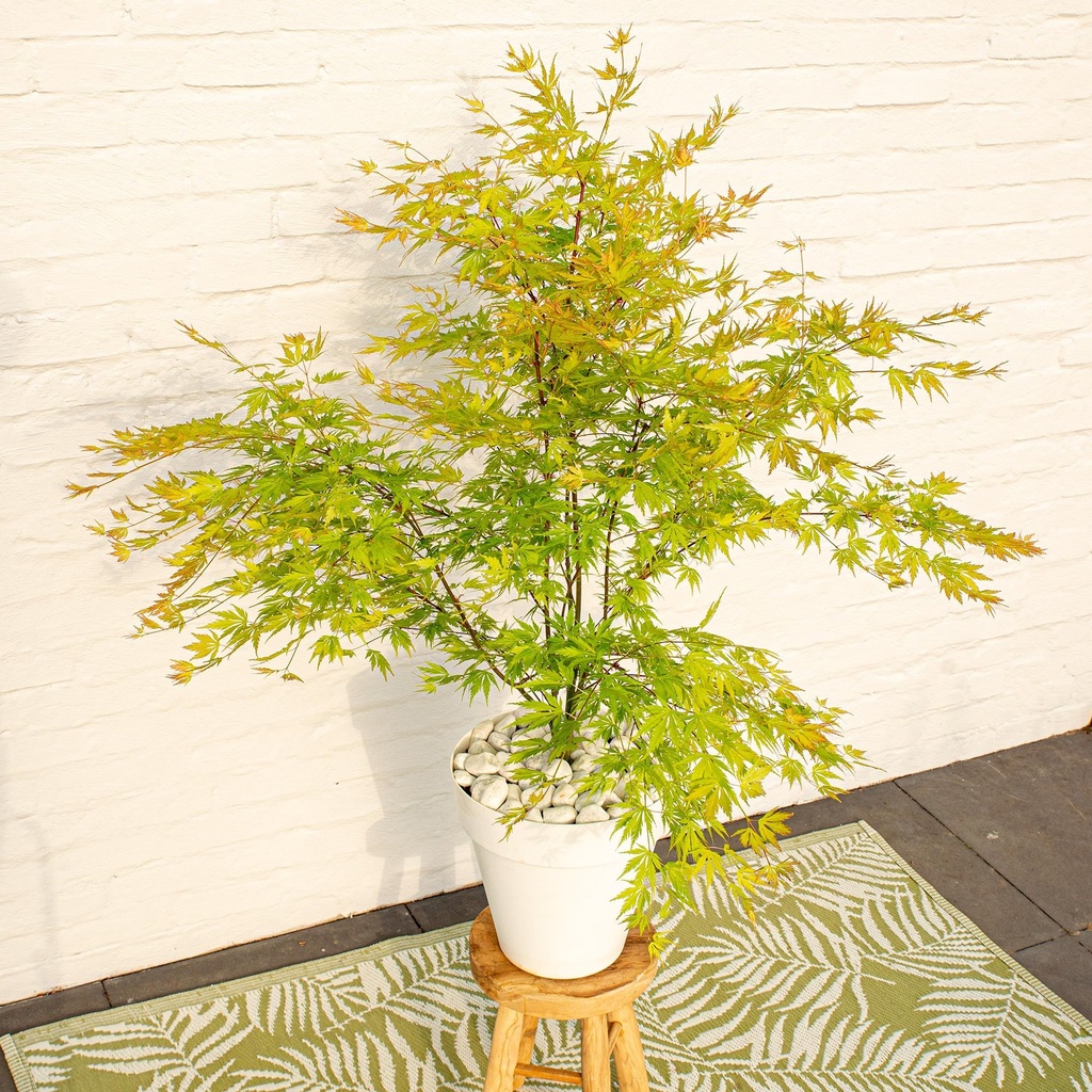 Acer palm. 'Orange Lace'