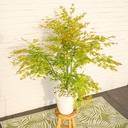 Acer palm. 'Orange Lace'