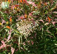 Nandina domestica 'Fire Power'