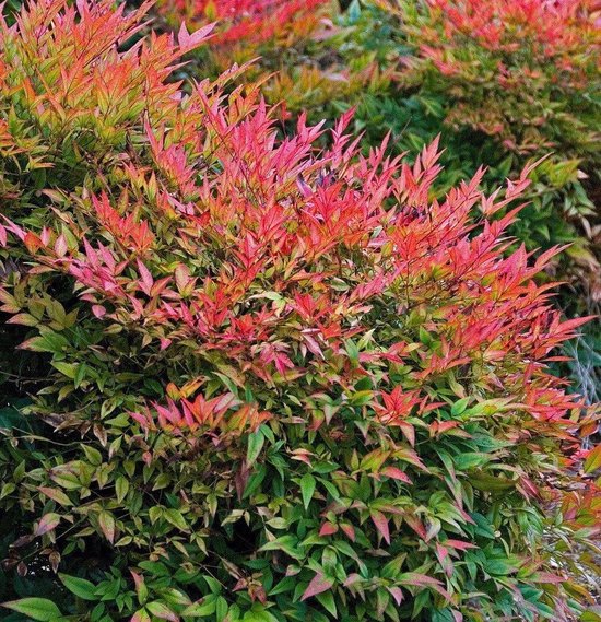 Nandina domestica 'Gulfstream'