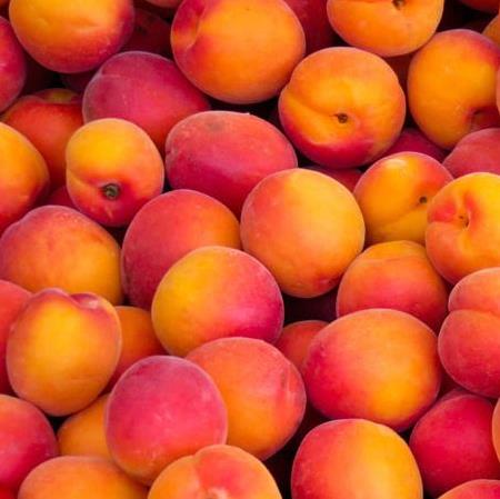Prunus persica (Perzik - Nectarine)