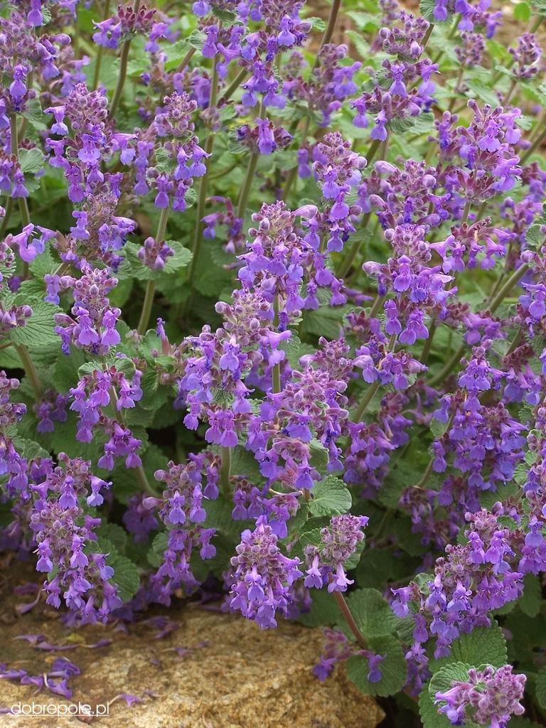 Nepeta faassenii