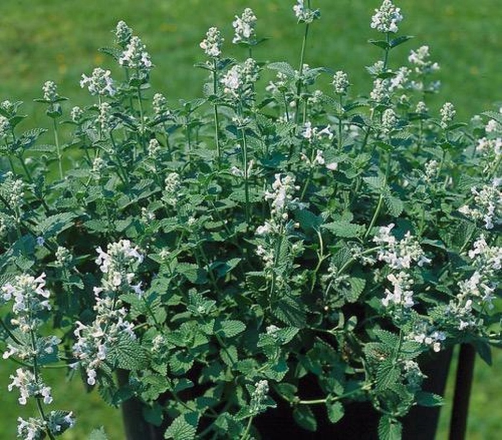 Nepeta faassenii 'Snowflake'