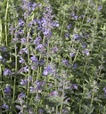 Nepeta faass. 'Walkers Low'
