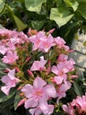 Nerium oleander