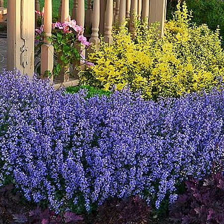 Nepeta 'Purrsian Blue'