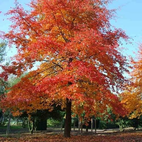 Nyssa sylvatica