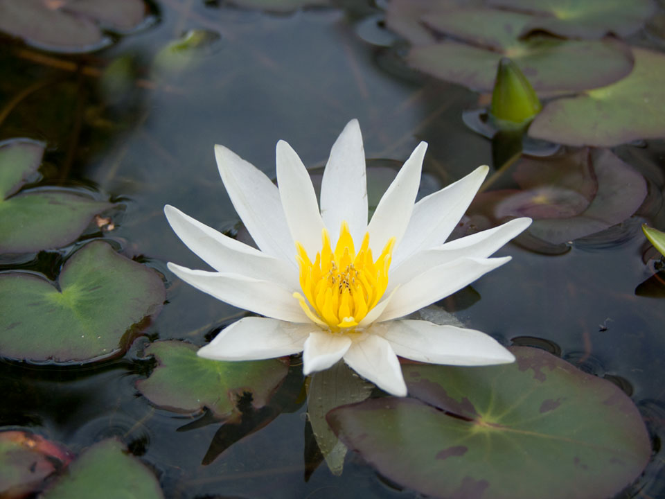 Nymphaea Tetragona