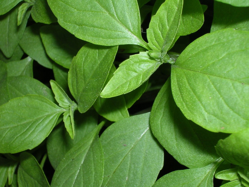BASILIC