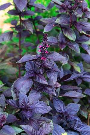 BASILIC ROUGE