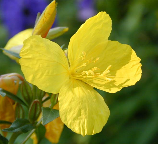 Oenothera macr. (missouriensis)