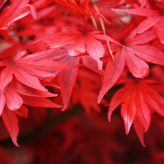 Acer palm. 'Shaina' (HO)
