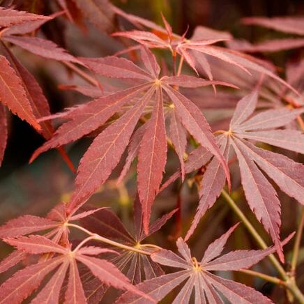 Acer palm. 'Sumi-Nagashi' (HM)